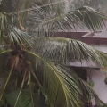 പനങ്ങാട് വീടിന് മുകളില്‍ തെങ്ങ് വീണ് ഷെയ്ഡ് തകര്‍ന്നു